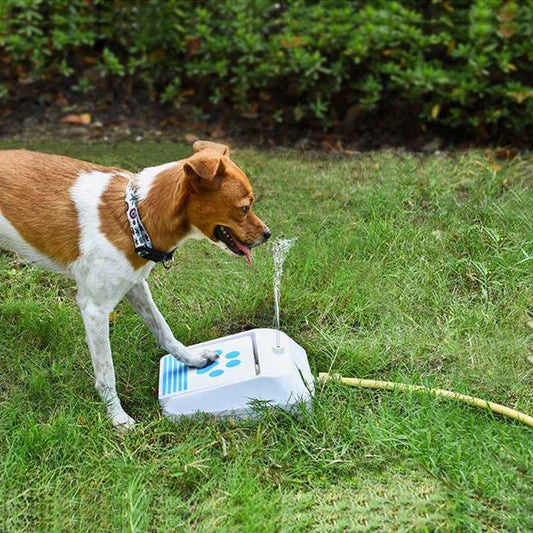 Automatic Dog Drinking Fountain: Keep Your Pet Hydrated and Happy